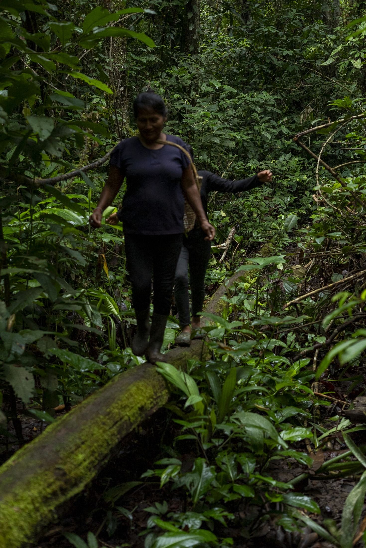 Selva de acceso a la mina